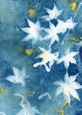 Cyanotypes featured in Ladue News Art And Soul 